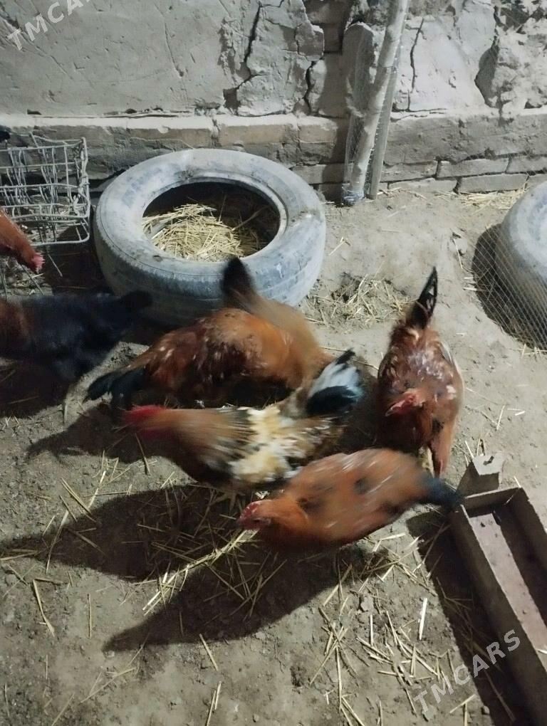 Horaz - Görogly (Tagta) - img 3