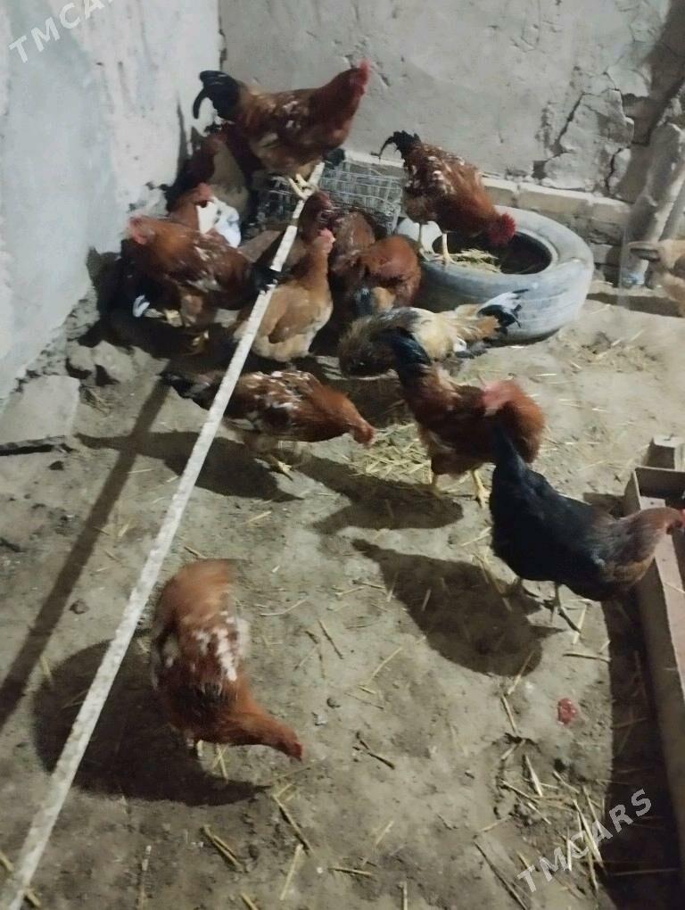 Horaz - Görogly (Tagta) - img 4