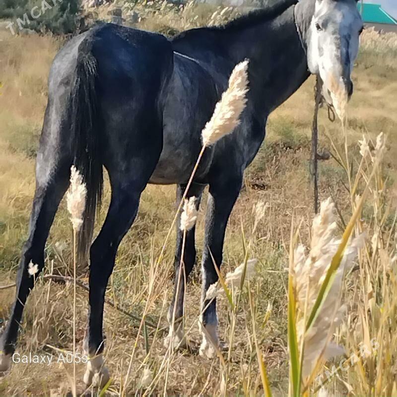 At - Яшлык - img 2