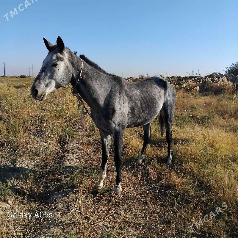 At - Яшлык - img 1