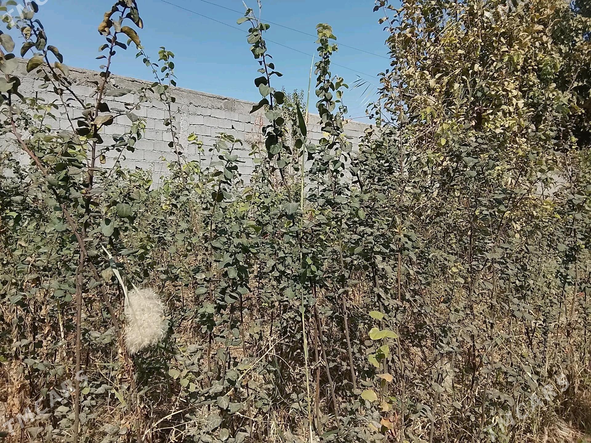 bag, şitil, nahal aýwa - Gökdepe - img 1