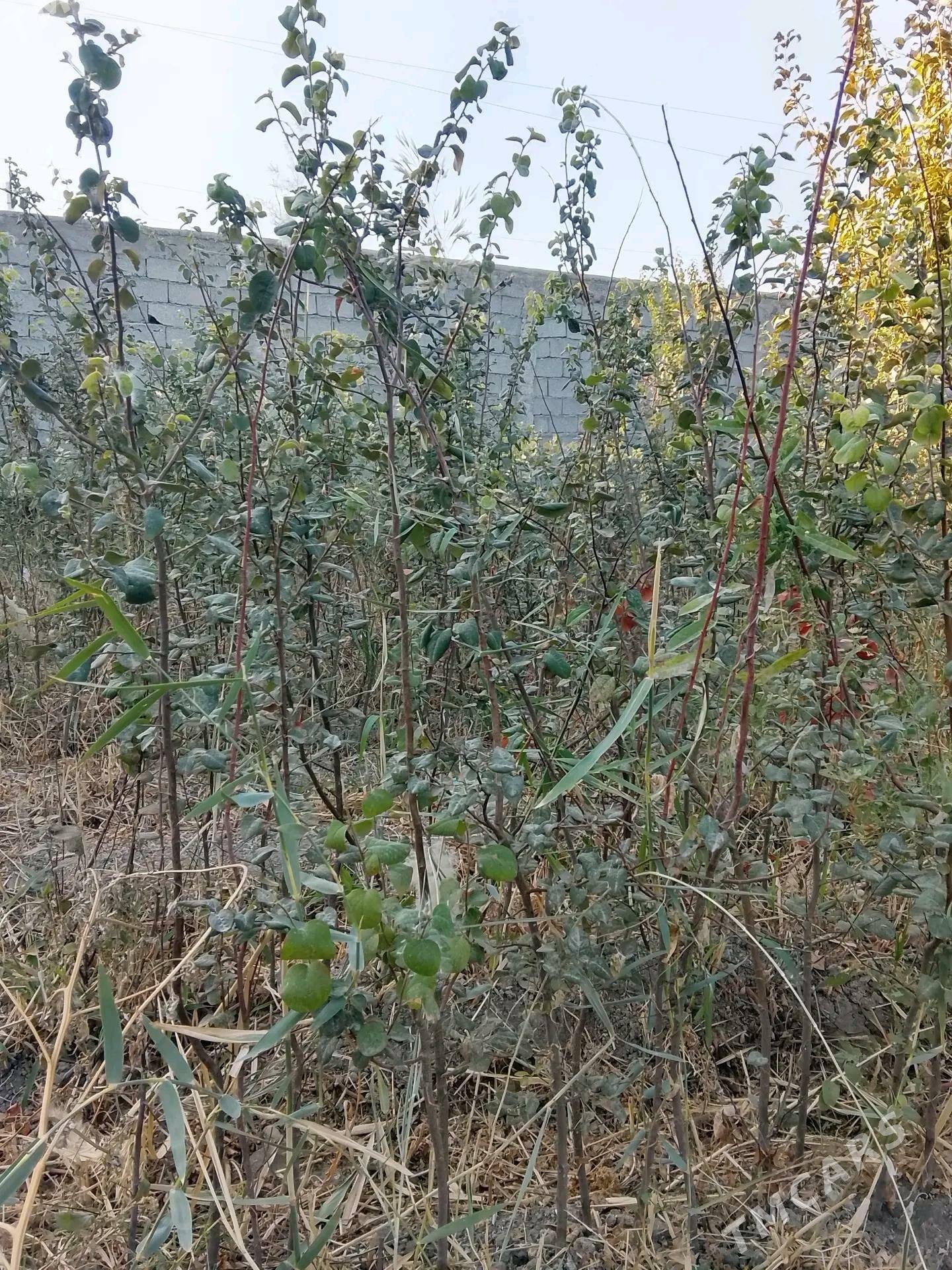 bag, şitil, nahal aýwa - Gökdepe - img 2