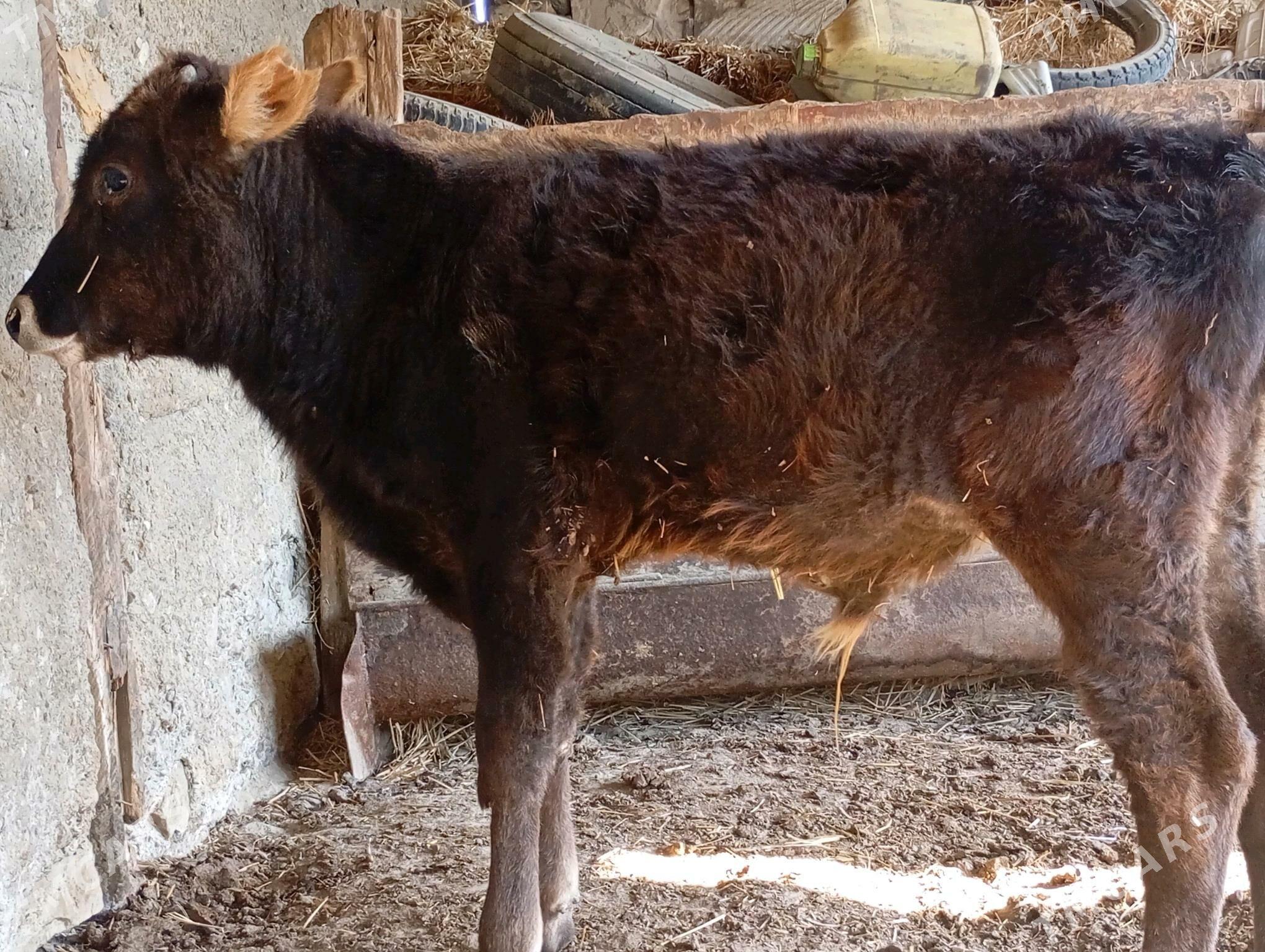 öküz 11 ay - Берекет - img 1