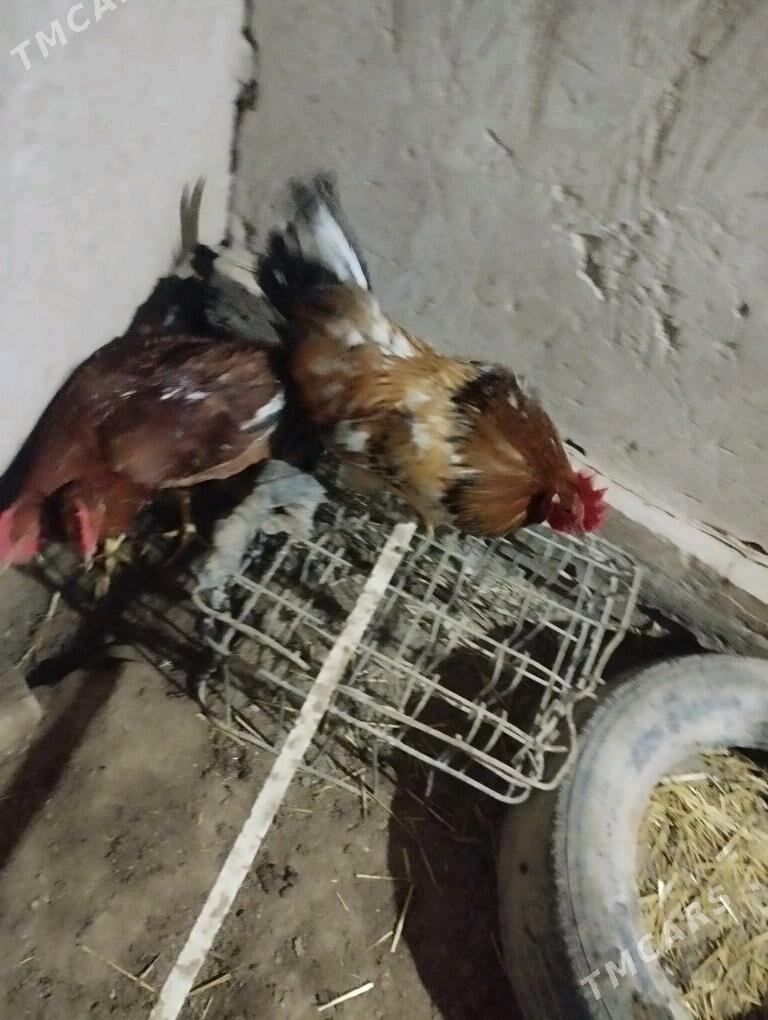 Horaz - Görogly (Tagta) - img 2