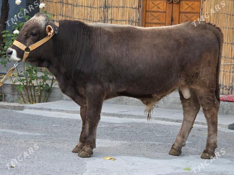 Şiwet Ökuz - Кëши - img 1