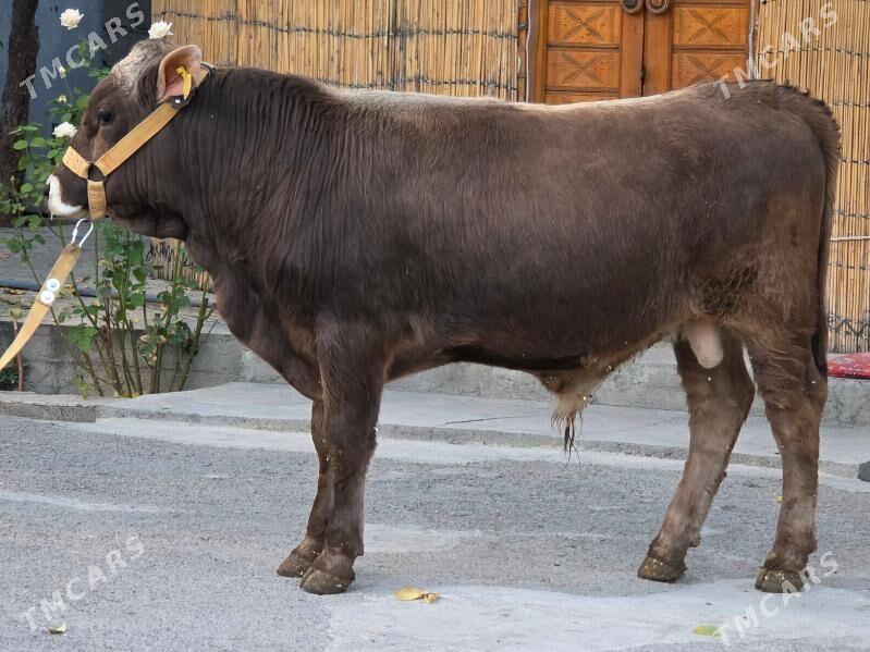 Şiwet Ökuz - Кëши - img 3