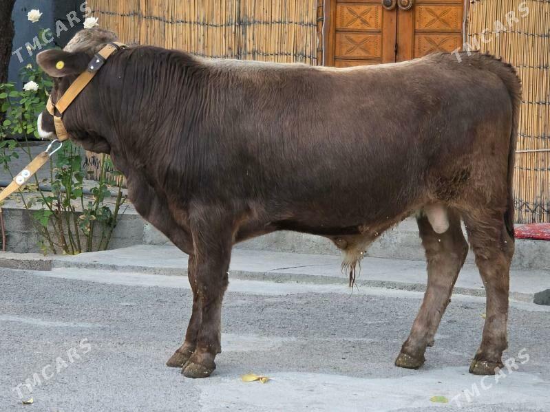 Şiwet Ökuz - Кëши - img 4