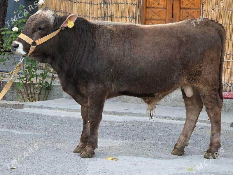 Şiwet Ökuz - Кëши - img 2