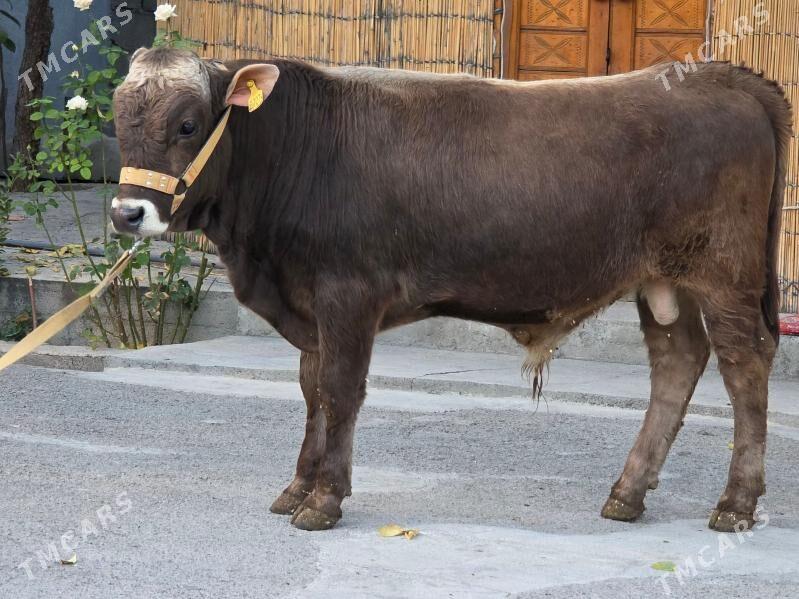 Şiwet Ökuz - Кëши - img 5