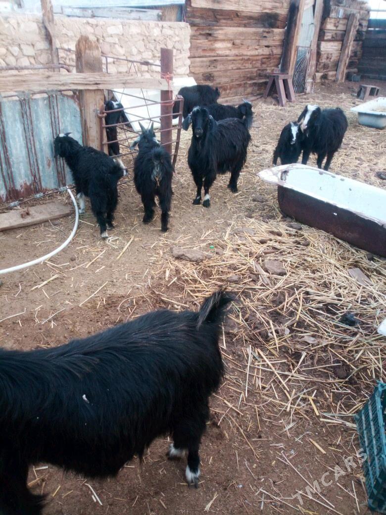 geçı owlakly - Jebel - img 1