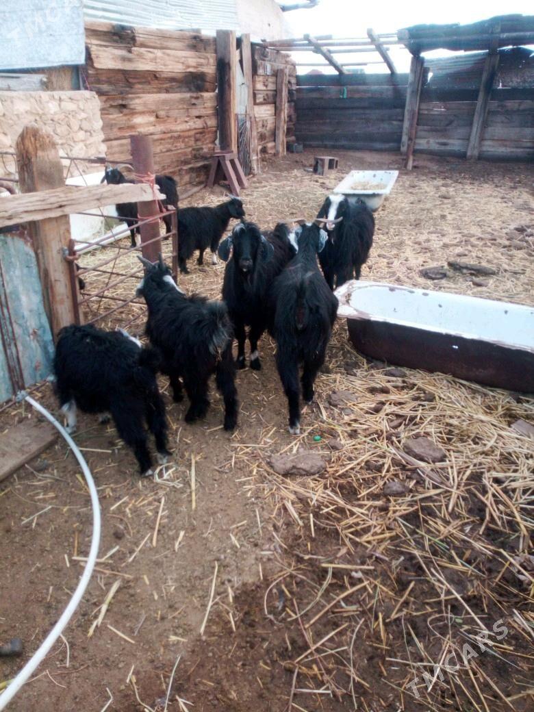 geçı owlakly - Jebel - img 2