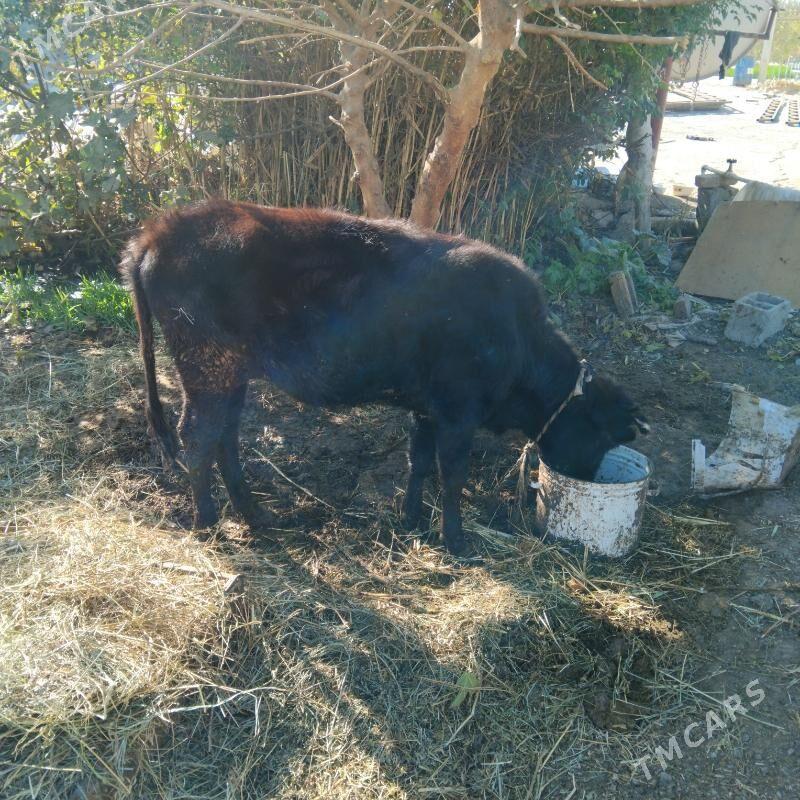 Ökiz tuwe 2sany - Gökdepe - img 3