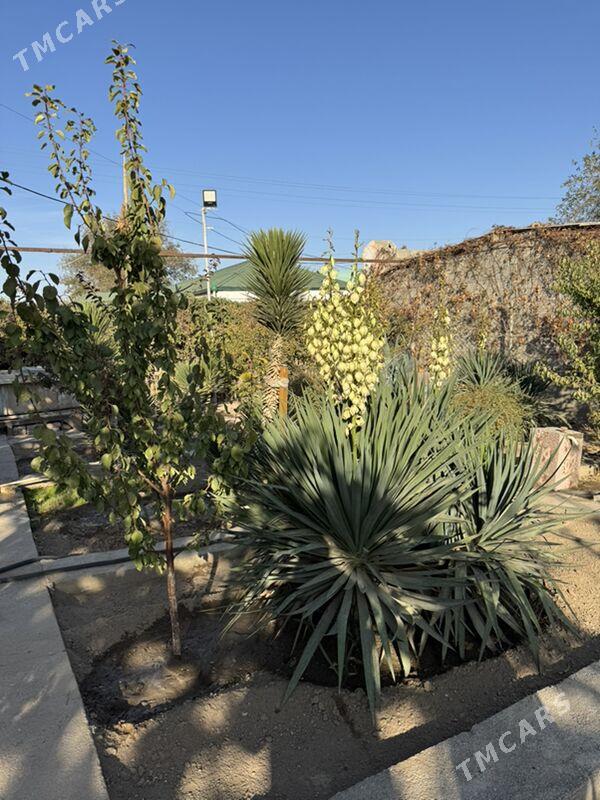 Anew 12 sotok 3 komn jay - Änew - img 8