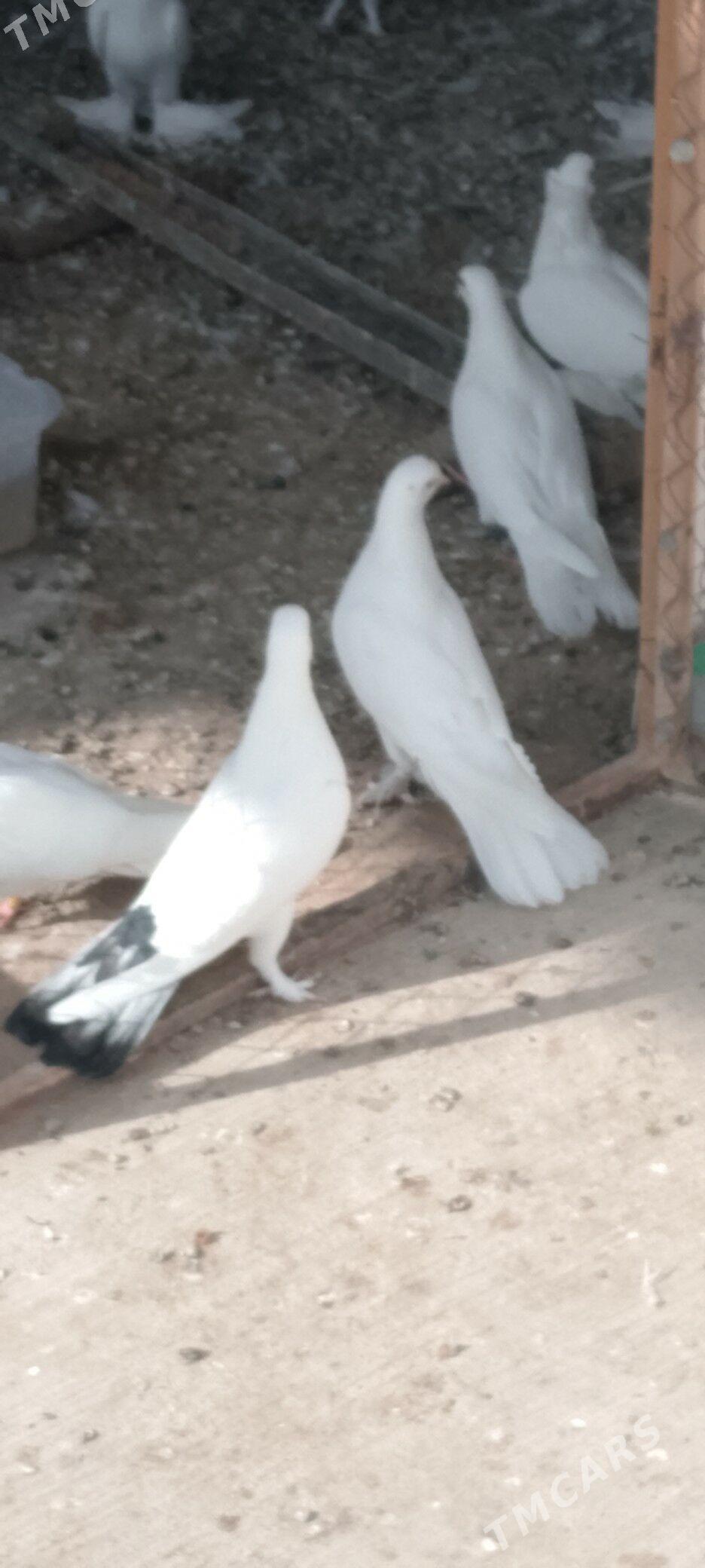 kepderi - Çoganly - img 2