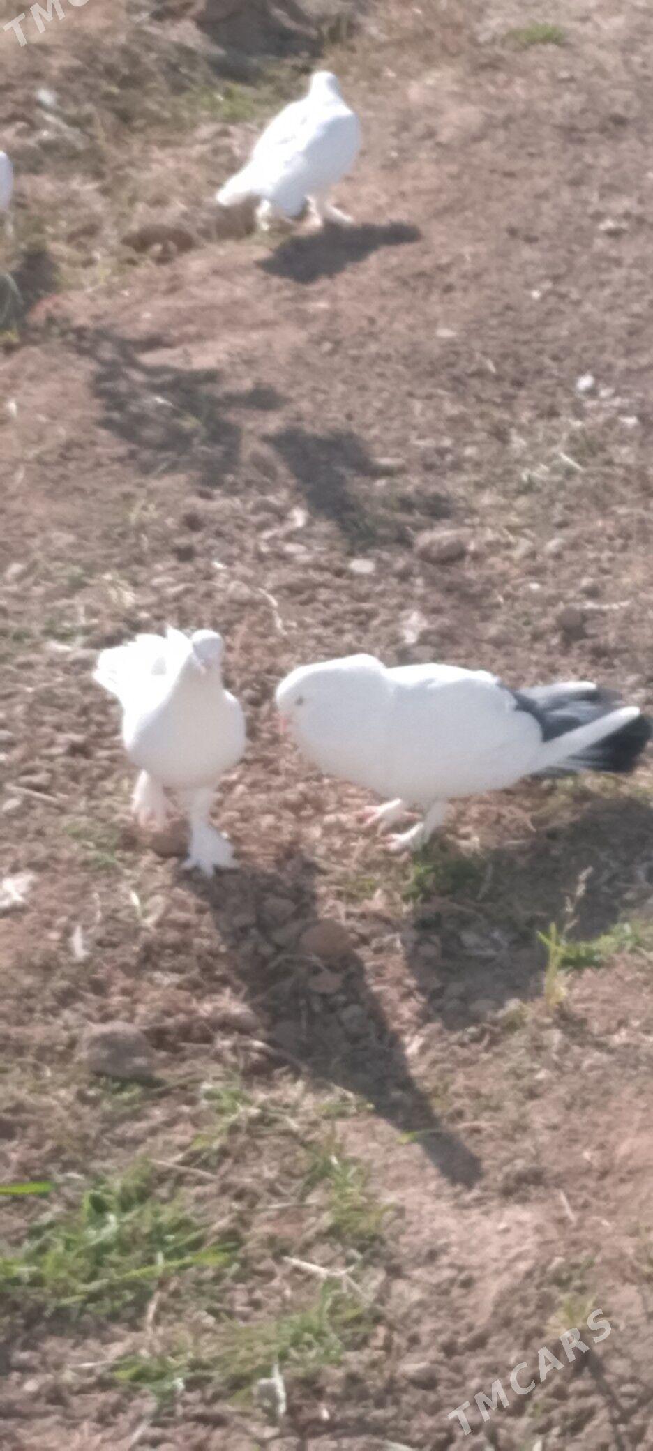 kepderi - Çoganly - img 1