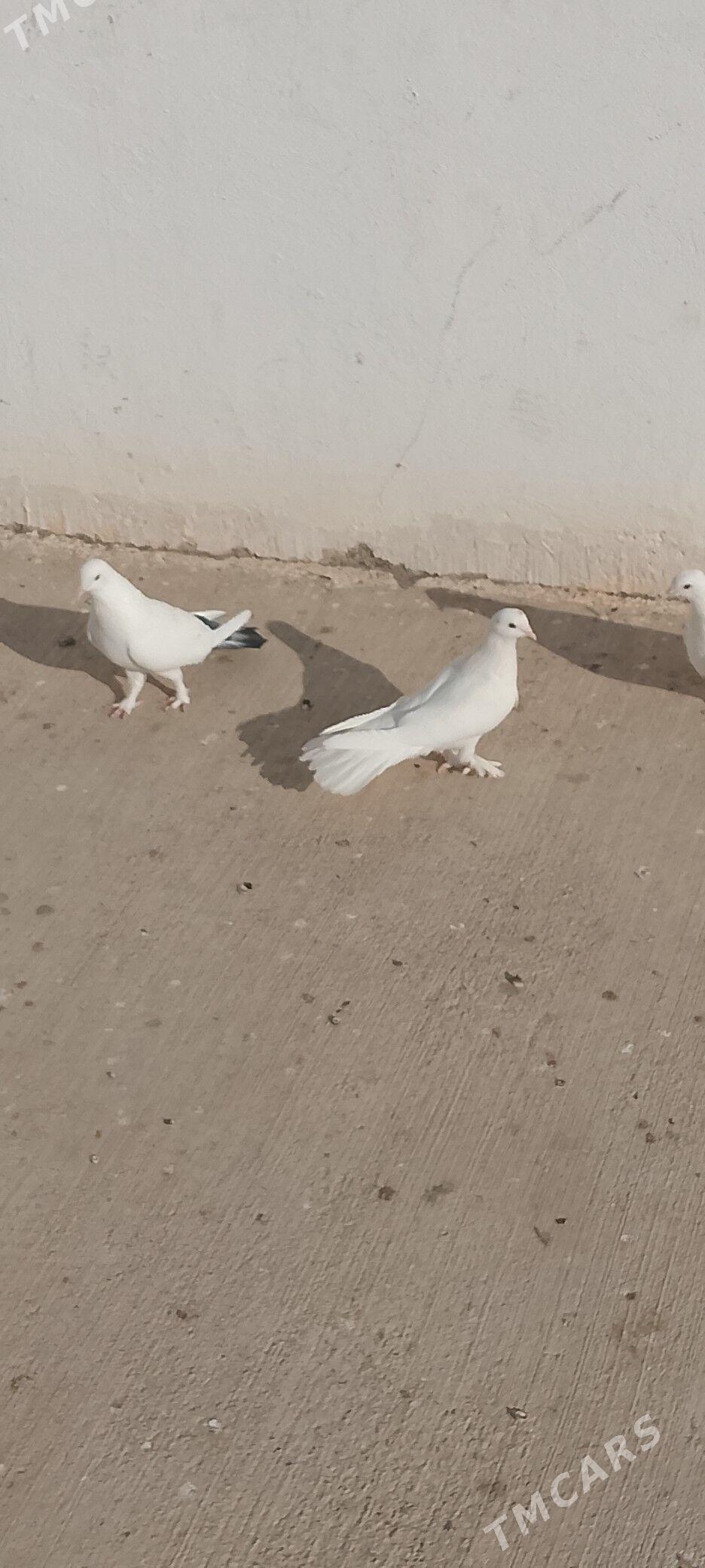 kepderi - Çoganly - img 3