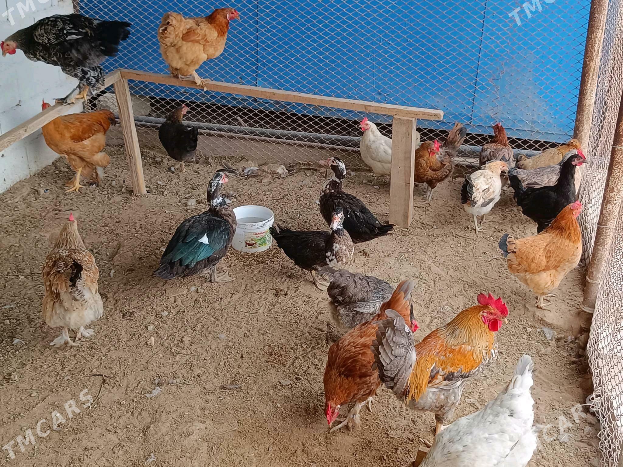 Tawuk - Туркменбаши - img 1