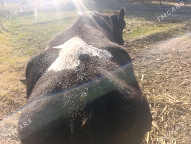 Parota unajyn - Дянев - img 3