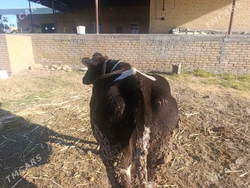 Parota unajyn - Дянев - img 2