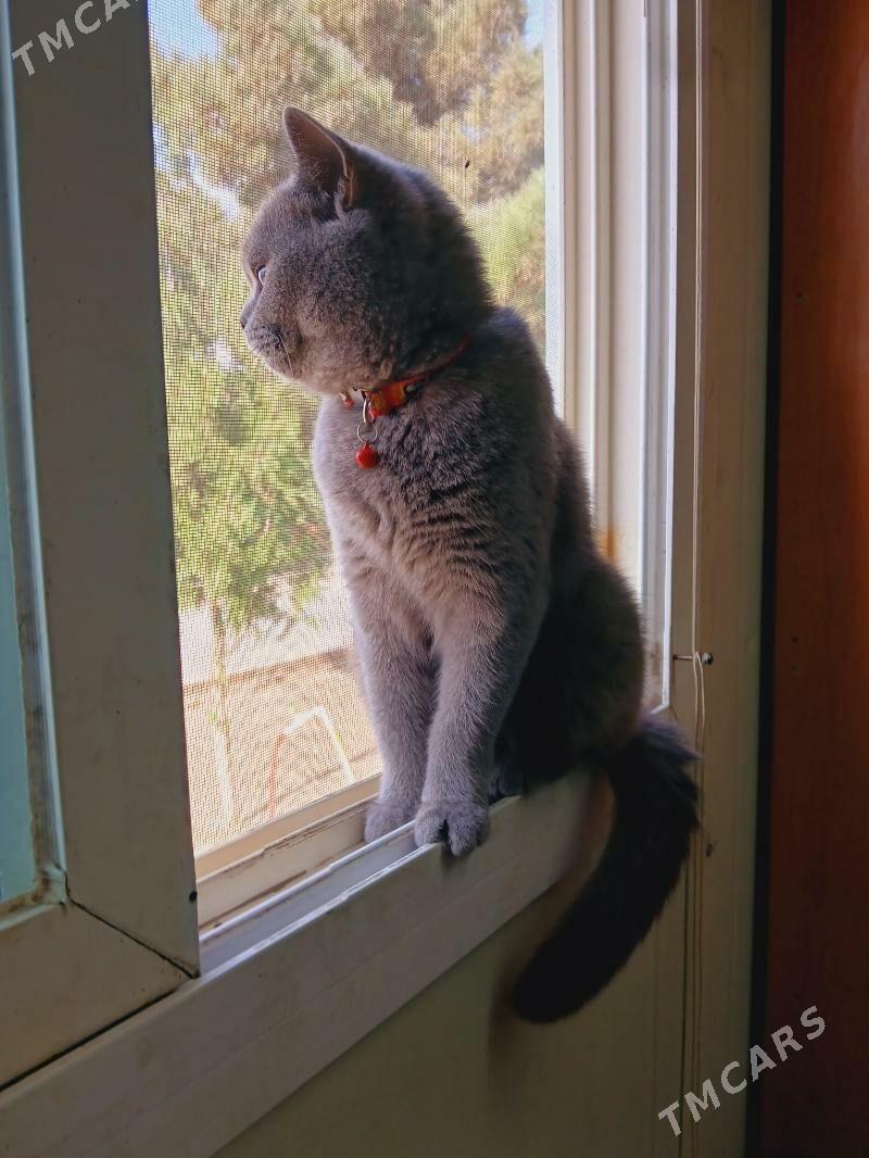 Şotlanskiy pişik - Türkmenbaşy - img 3