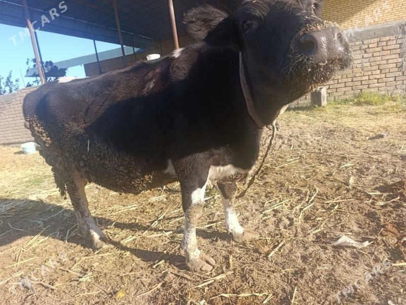 Parota unajyn - Дянев - img 4