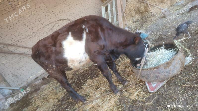 Öküz - Şabat etr. - img 1