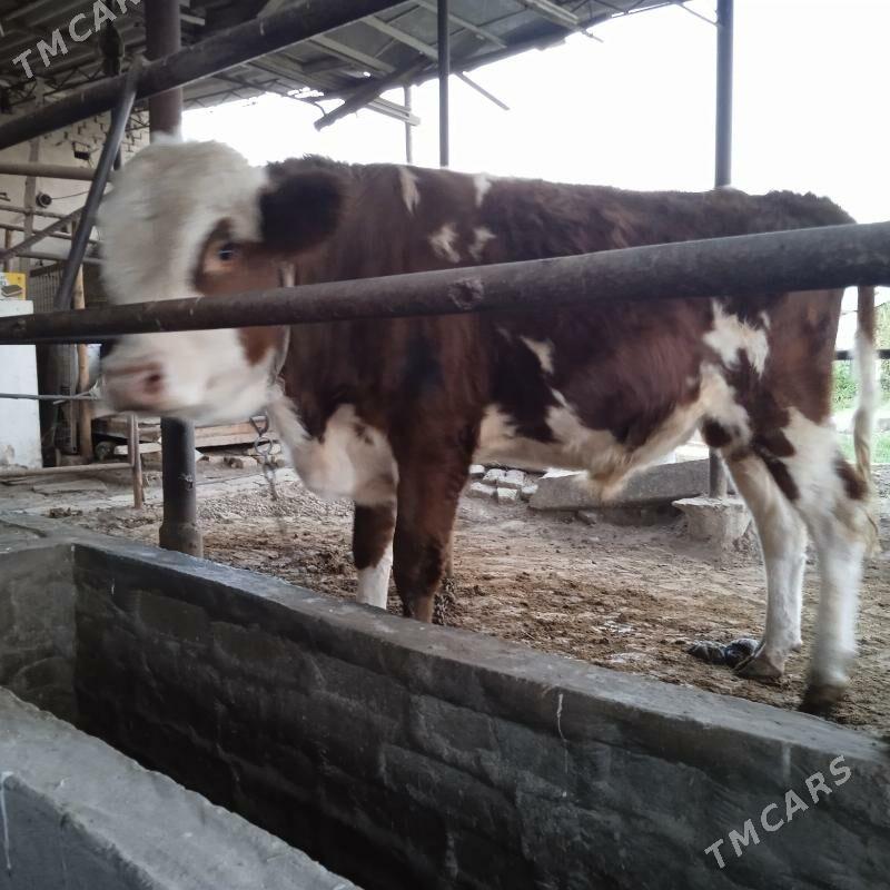 okizce simental 10 aylyk - Мургап - img 2