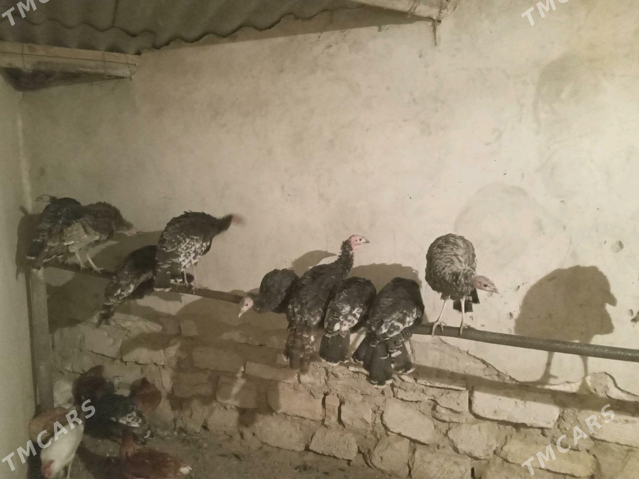 induk - Gyzylarbat - img 1