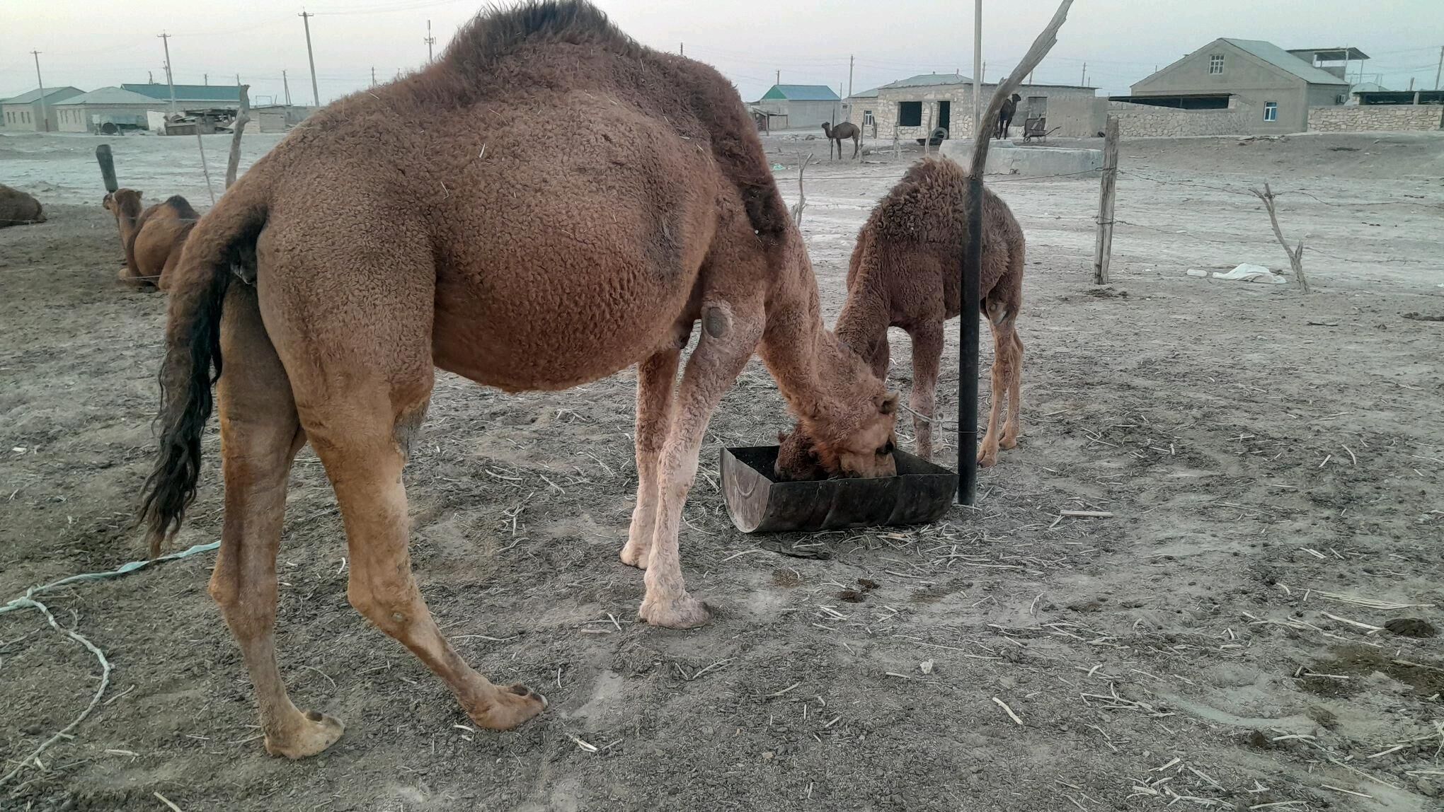 torumly duye - Гызыларбат - img 1