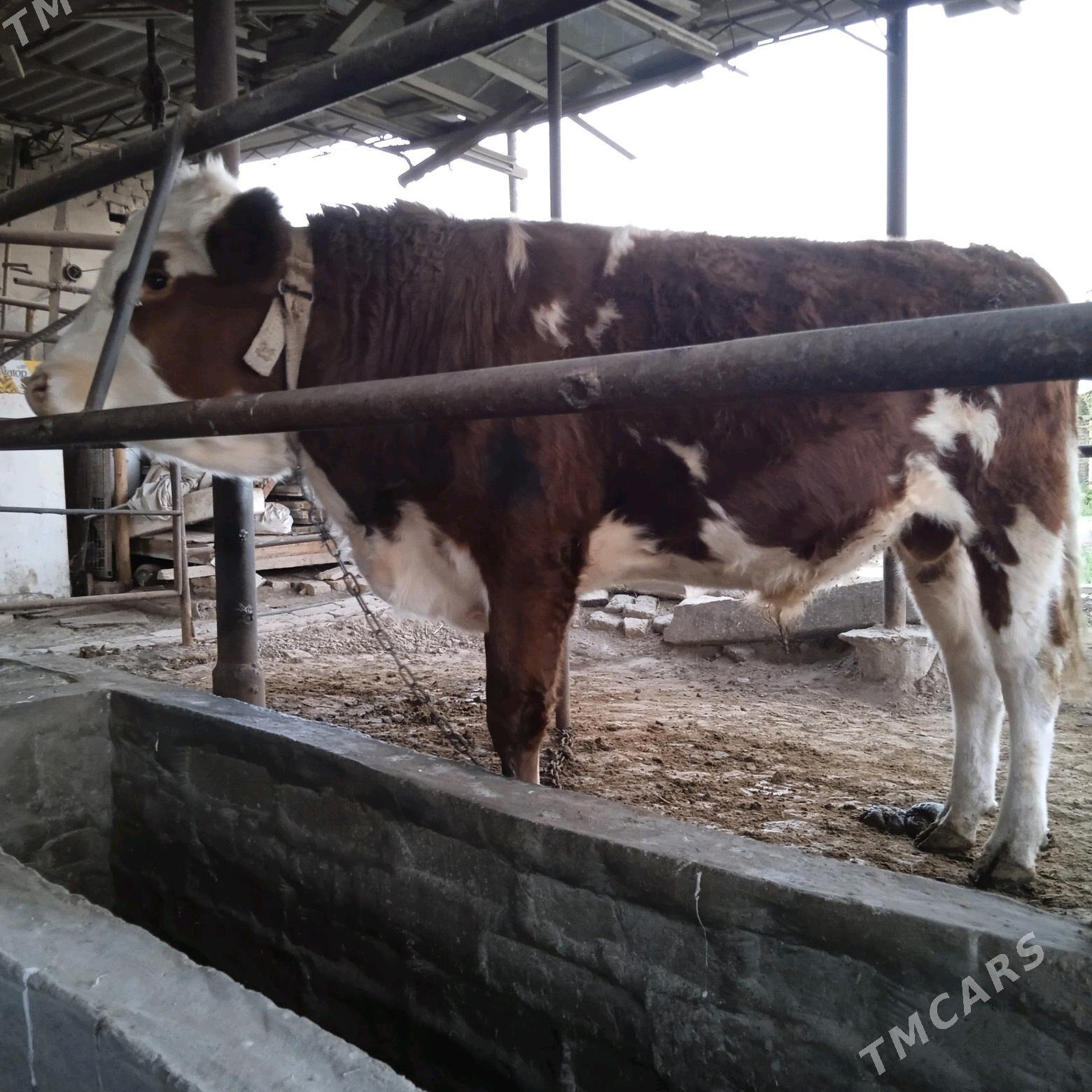 okizce simental 10 aylyk - Мургап - img 3