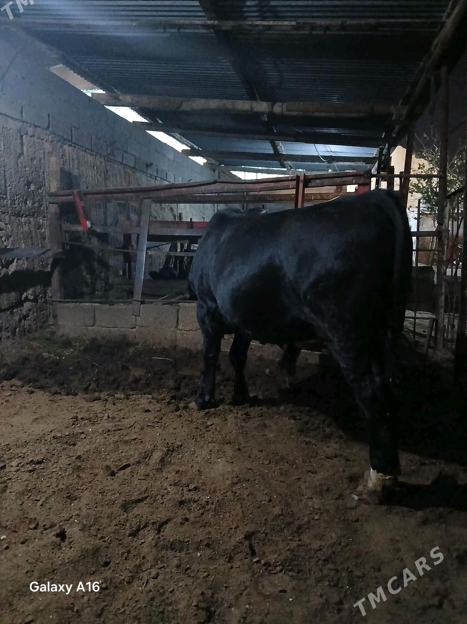 okuz - Aşgabat - img 1