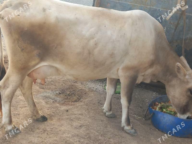 göleli  sygyr - Туркменбаши - img 5