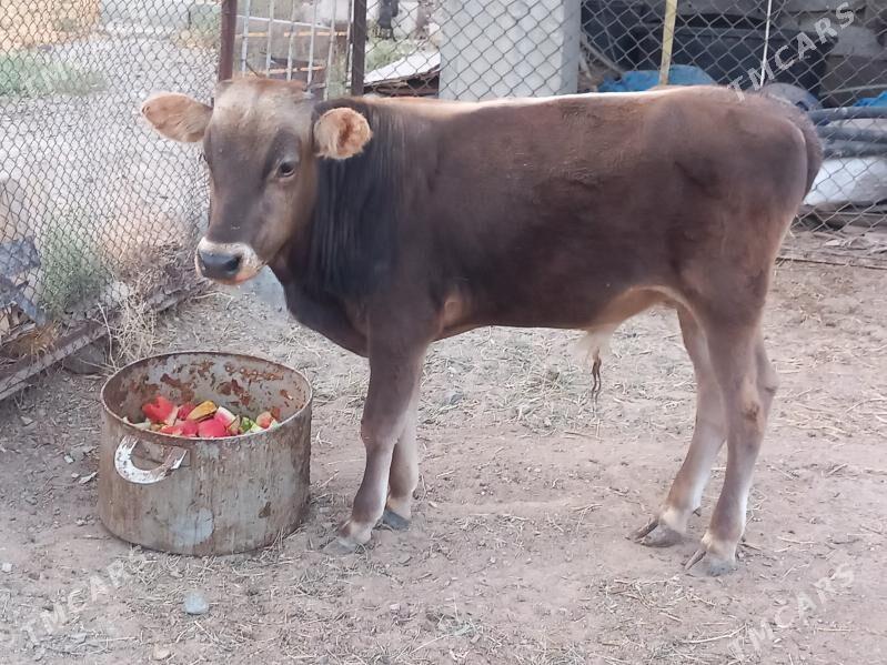 göleli  sygyr - Туркменбаши - img 3