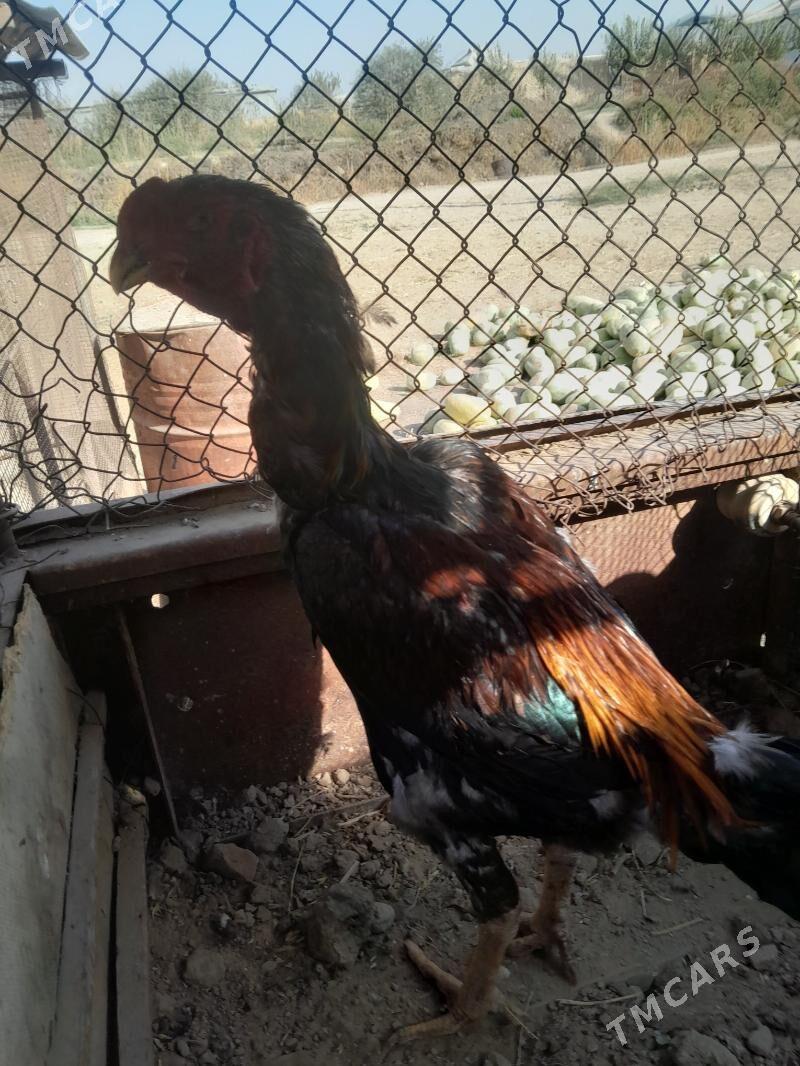 bayes - Sakarçäge - img 2