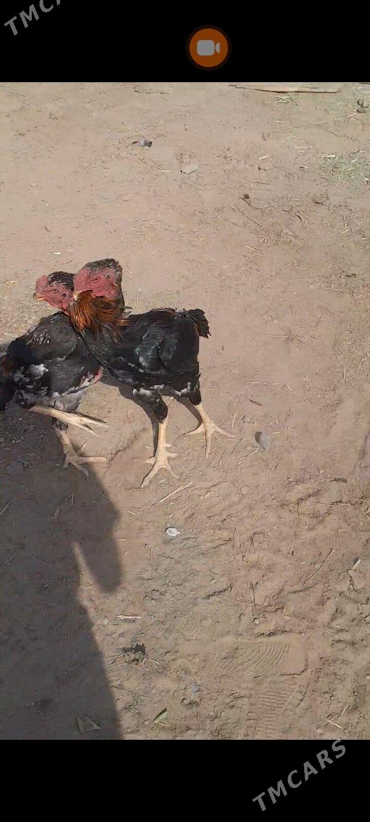 bayes - Sakarçäge - img 1