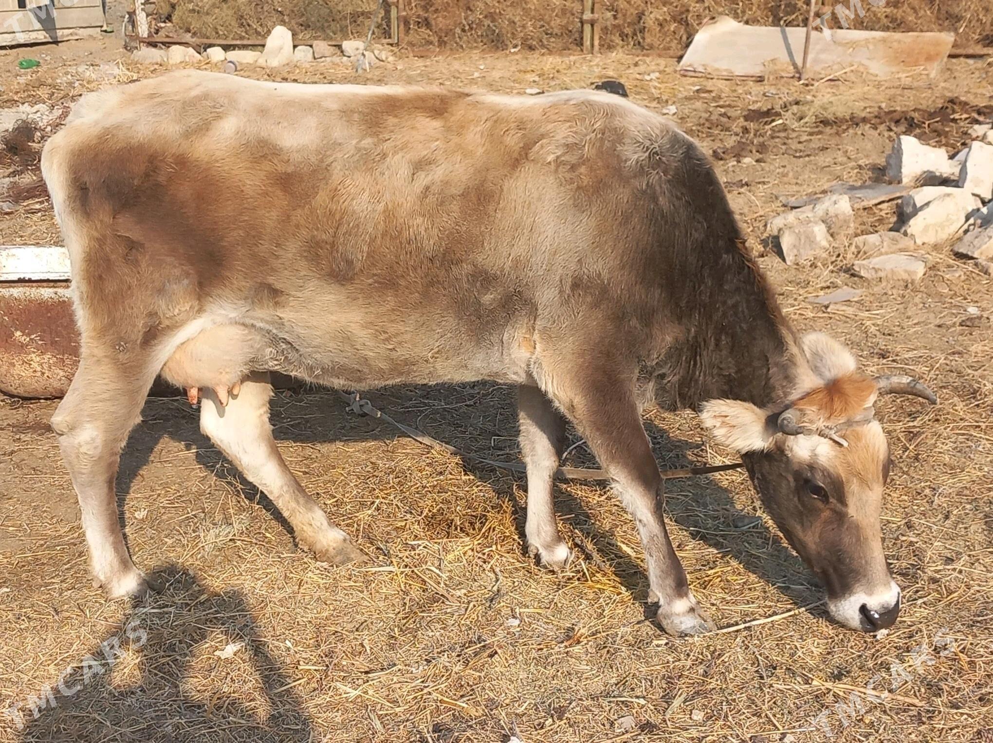 göleli  sygyr - Туркменбаши - img 1