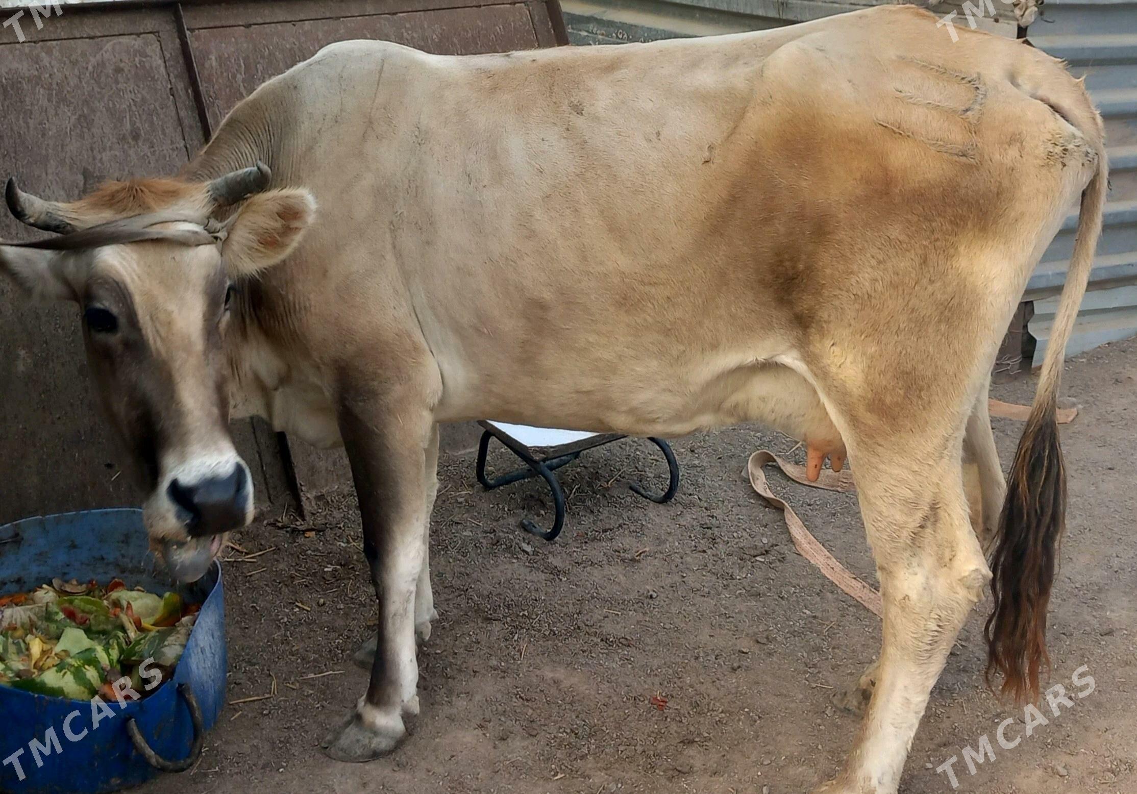 göleli  sygyr - Туркменбаши - img 4