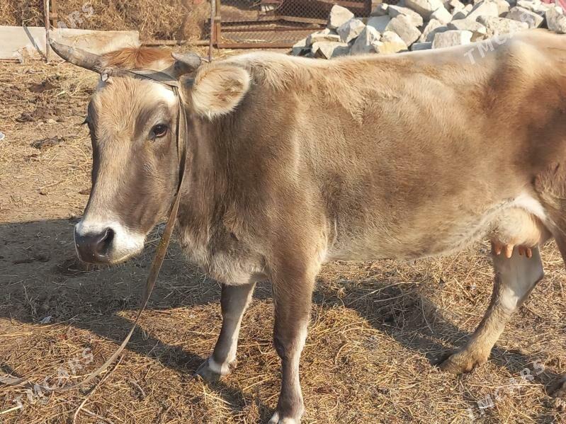 göleli  sygyr - Туркменбаши - img 2