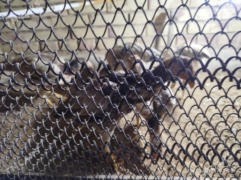 baysy towuk - Mary - img 1