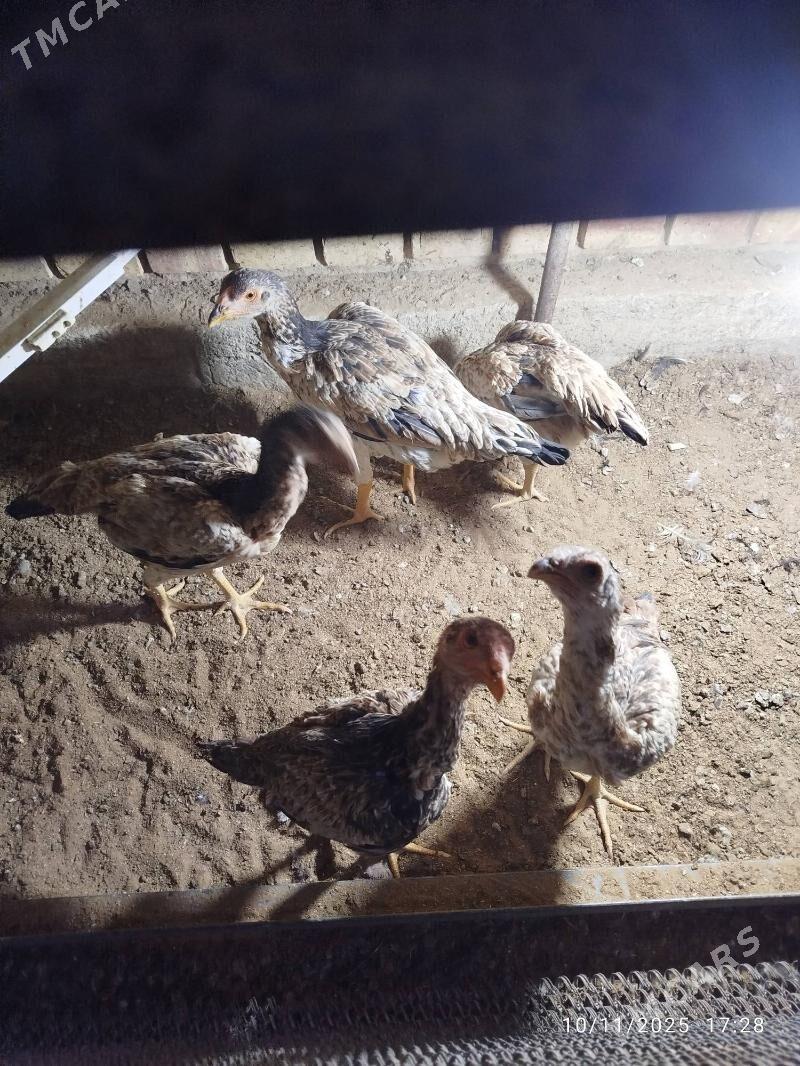 baysy towuk - Mary - img 2