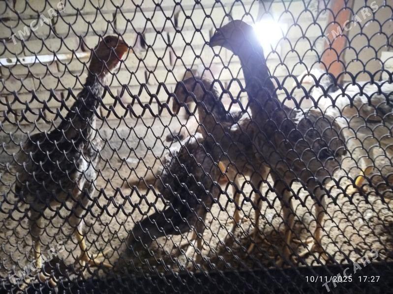 baysy towuk - Mary - img 4