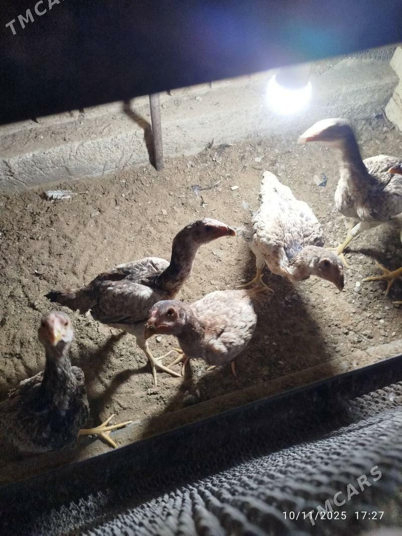 baysy towuk - Mary - img 5