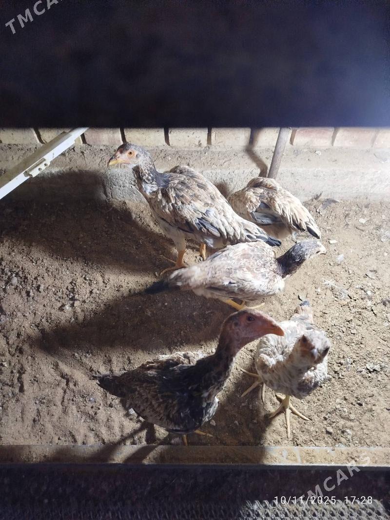 baysy towuk - Mary - img 3