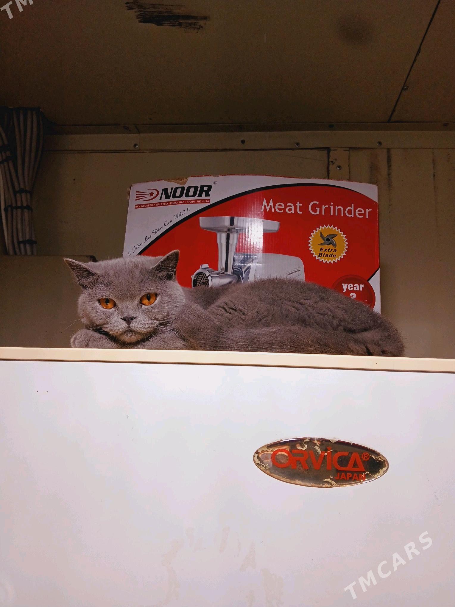 Şotlanskiy pişik - Türkmenbaşy - img 1