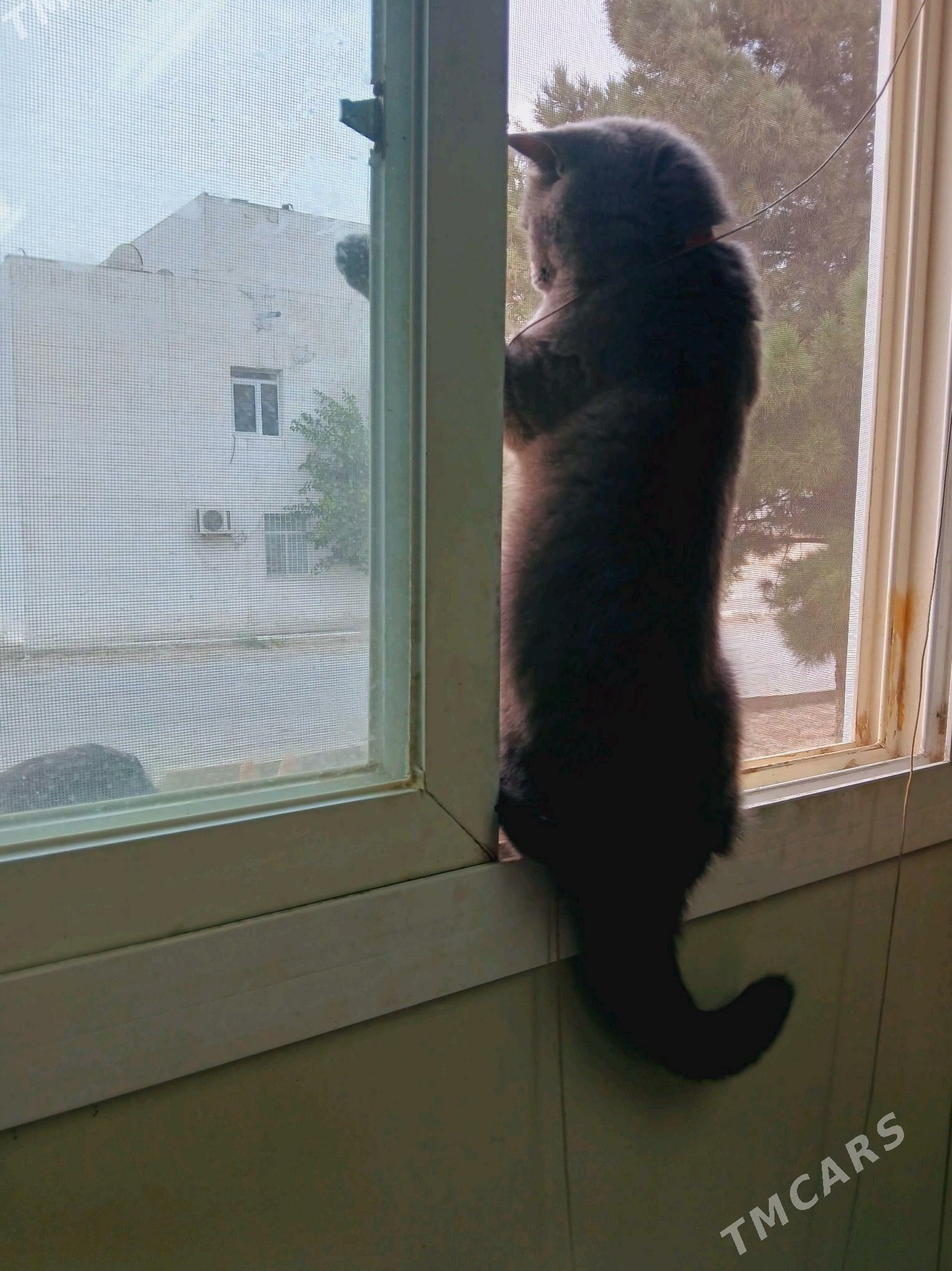 Şotlanskiy pişik - Türkmenbaşy - img 2