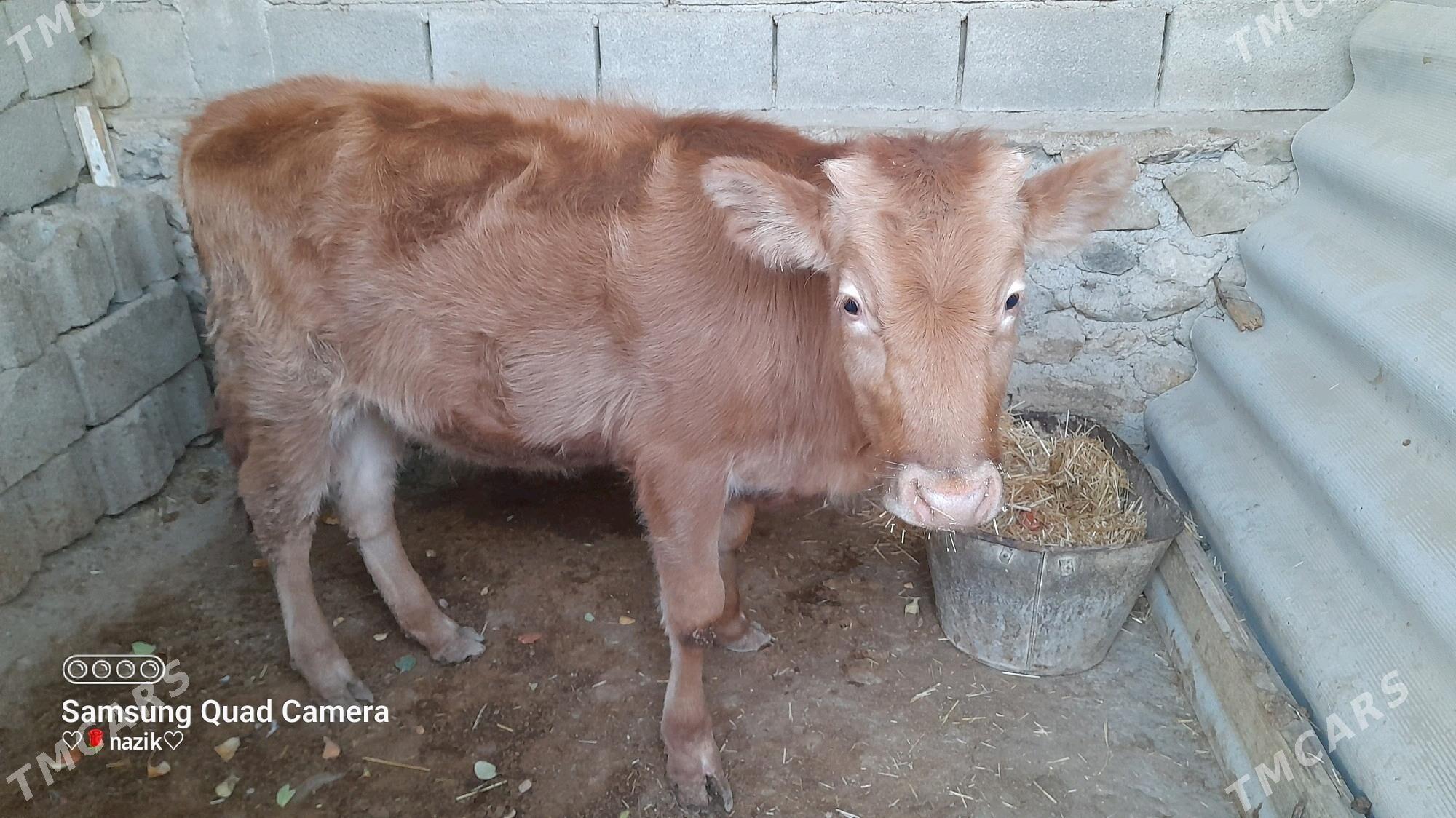 gaçar - Берекет - img 2