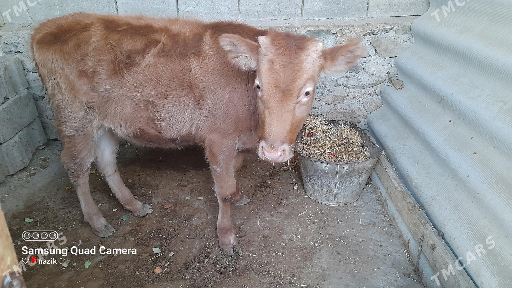 gaçar - Берекет - img 1