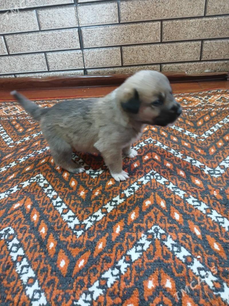 Güjik - Bekrewe - img 2