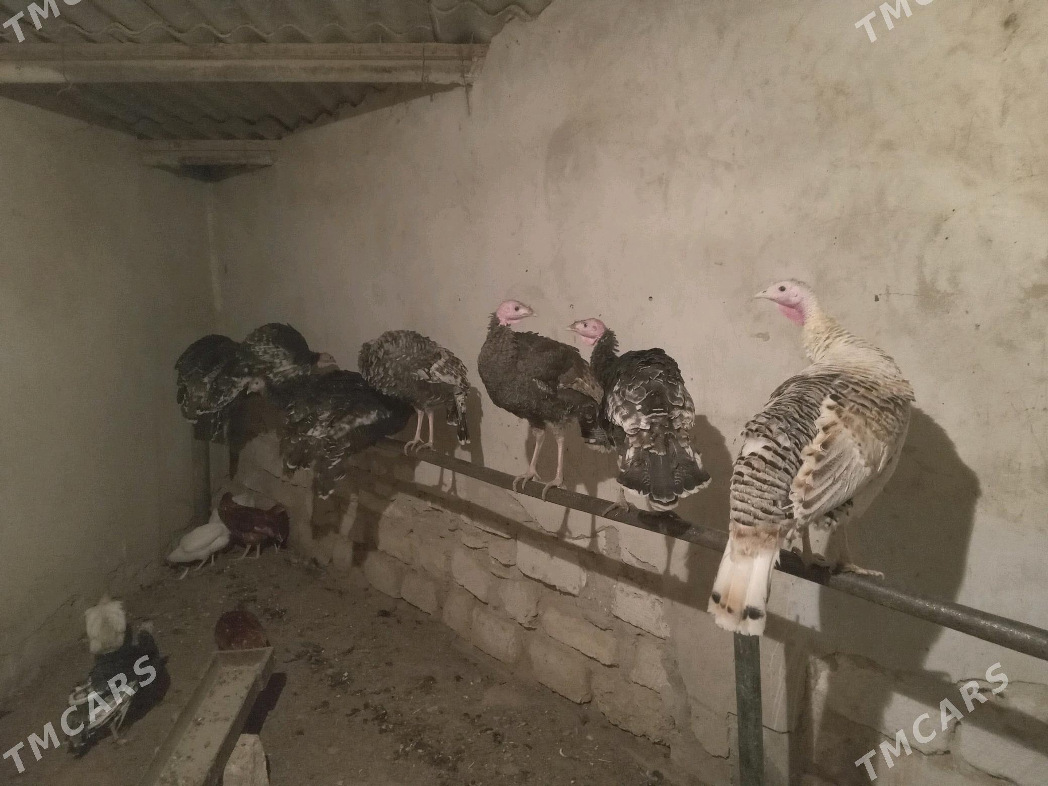 induk - Gyzylarbat - img 2