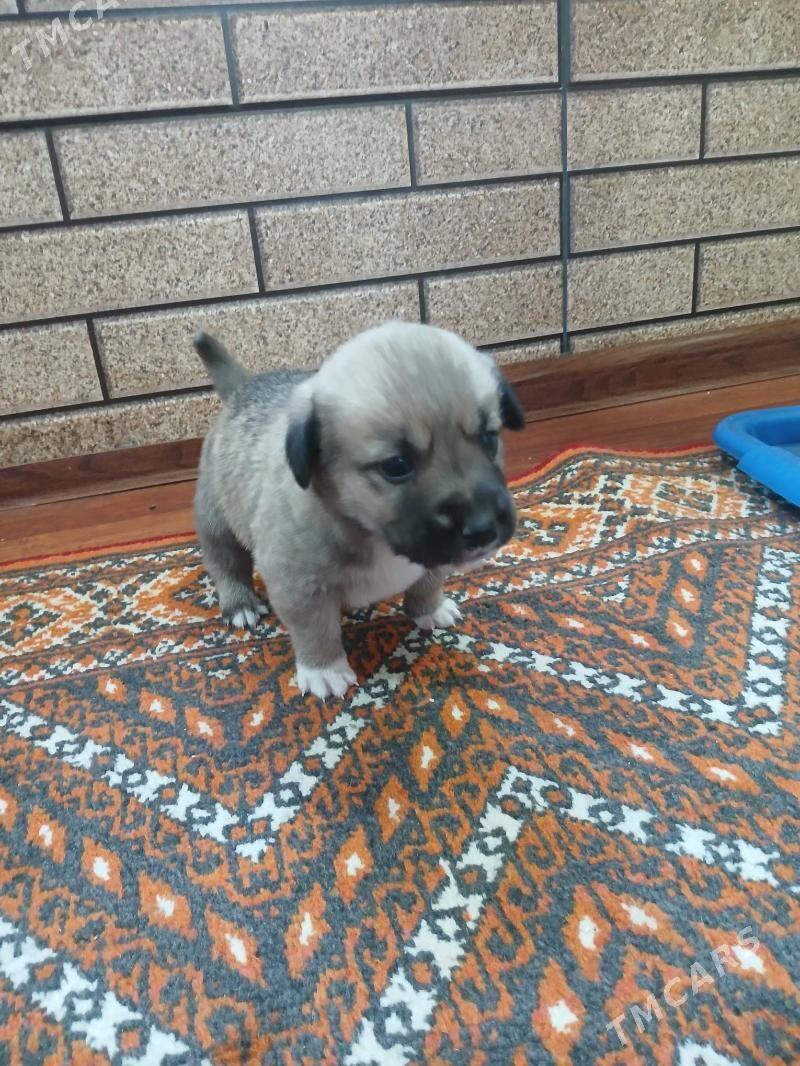 Güjik - Bekrewe - img 1